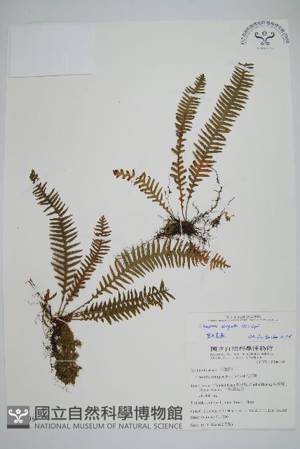 密毛蒿蕨藏品圖，第1張