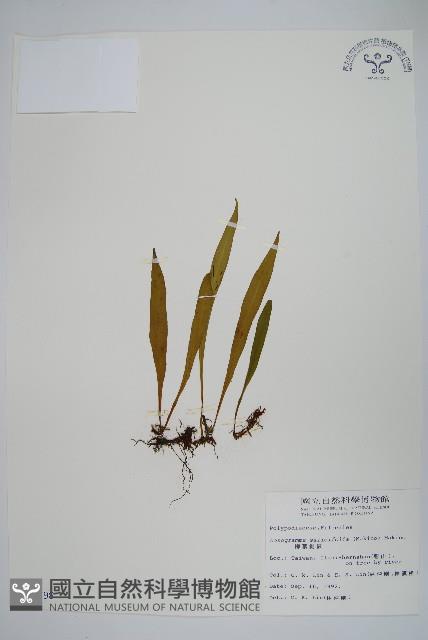 柳葉劍蕨藏品圖，第1張