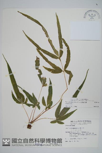 大葉鳳尾蕨藏品圖，第1張