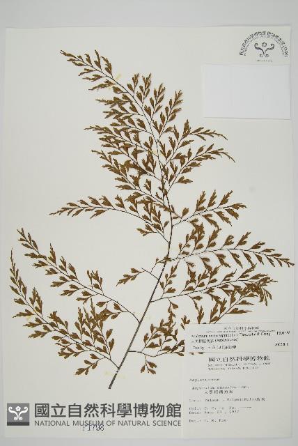 大黑柄鐵角蕨、黃鱗鐵角蕨、大羽鐵角蕨藏品圖，第1張