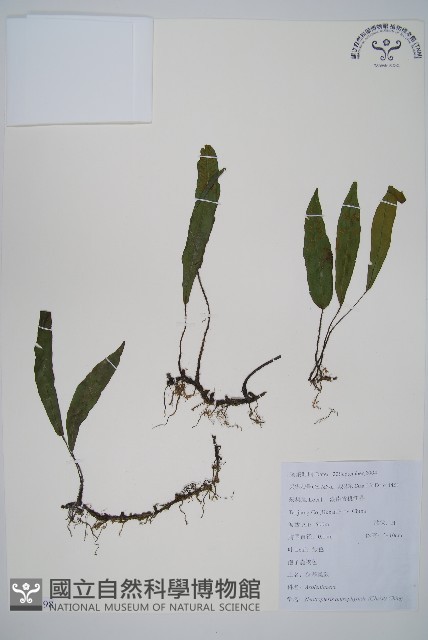 狹基巢蕨藏品圖，第1張