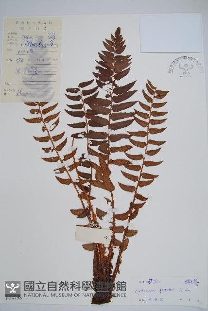 貫眾蕨藏品圖，第1張