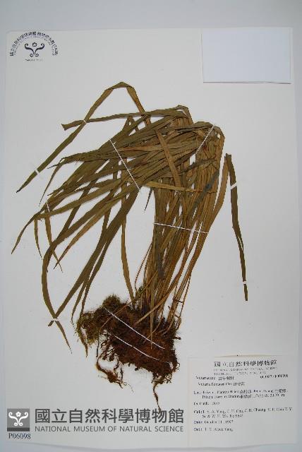 書帶蕨藏品圖，第1張