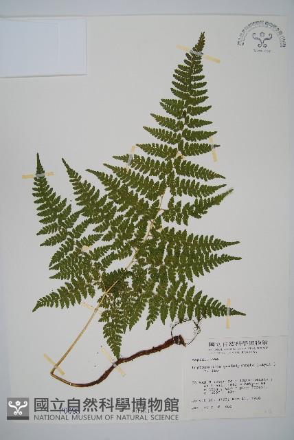 毛苞擬複葉耳蕨藏品圖，第1張