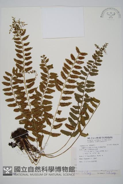 鈍齒鐵角蕨藏品圖，第1張
