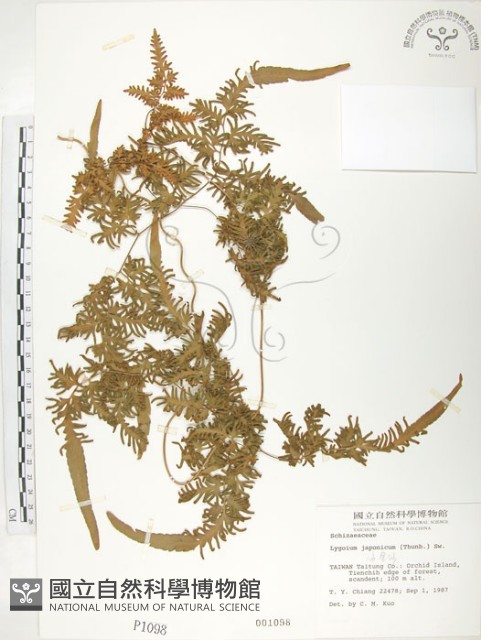 海金沙藏品圖，第1張