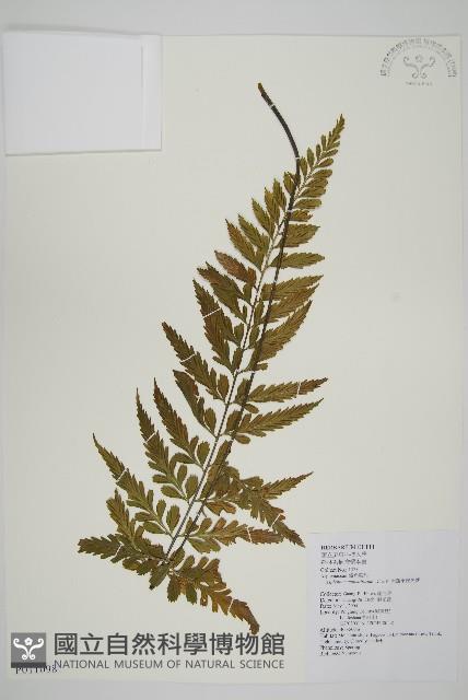 大蓬萊鐵角蕨藏品圖，第1張