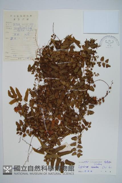 小葉海金沙藏品圖，第1張