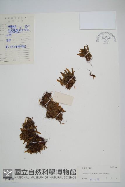 登錄號:P004098藏品圖，第1張