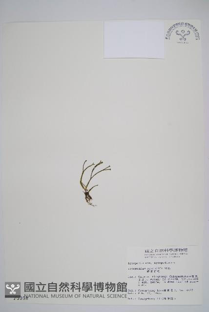 鱗葉石松藏品圖，第1張