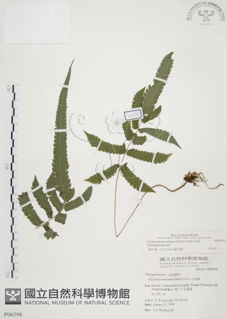 毛蕨藏品圖，第1張