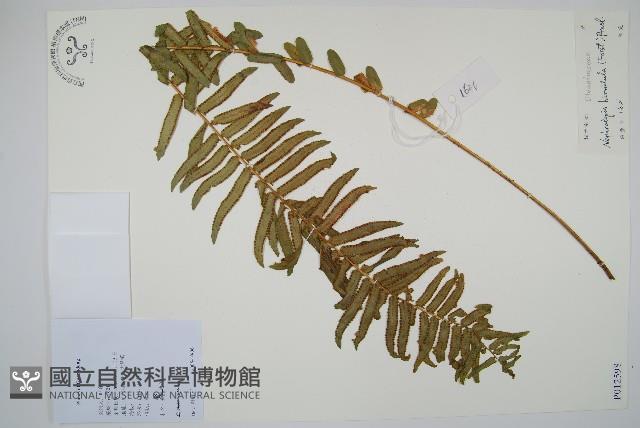 毛葉腎蕨藏品圖，第1張