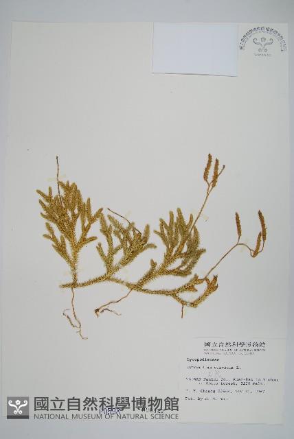 石松藏品圖，第1張