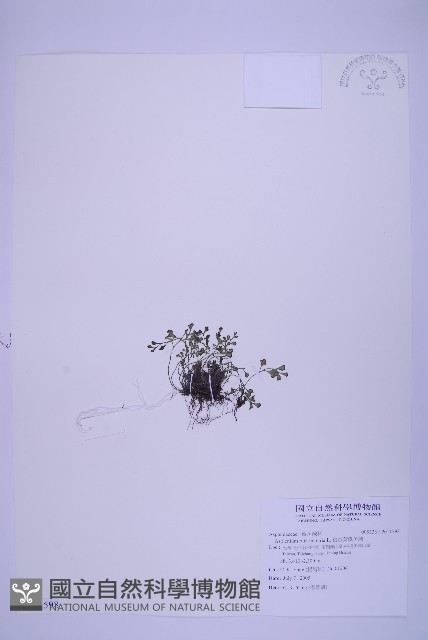 銀杏葉鐵角蕨藏品圖，第1張