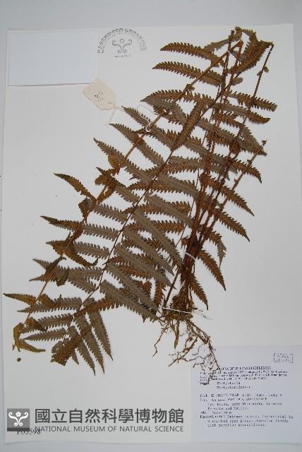 登錄號:P005598藏品圖，第1張