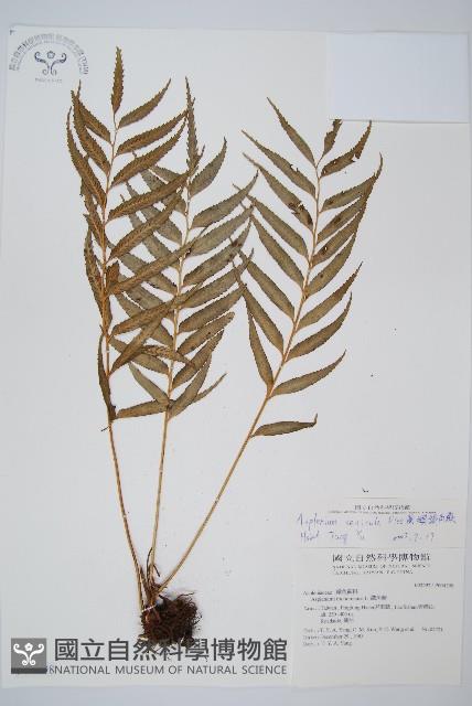 蘭嶼鐵角蕨藏品圖，第1張