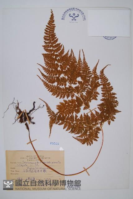 毛苞擬複葉耳蕨藏品圖，第1張