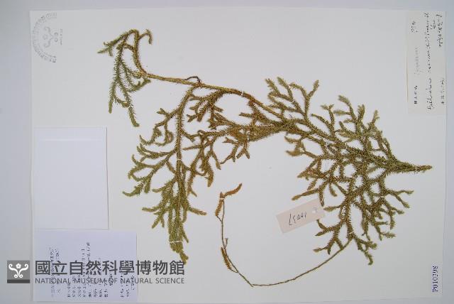 燈龍草藏品圖，第1張
