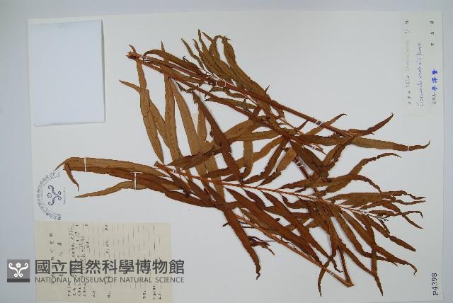 華南紫萁藏品圖，第1張