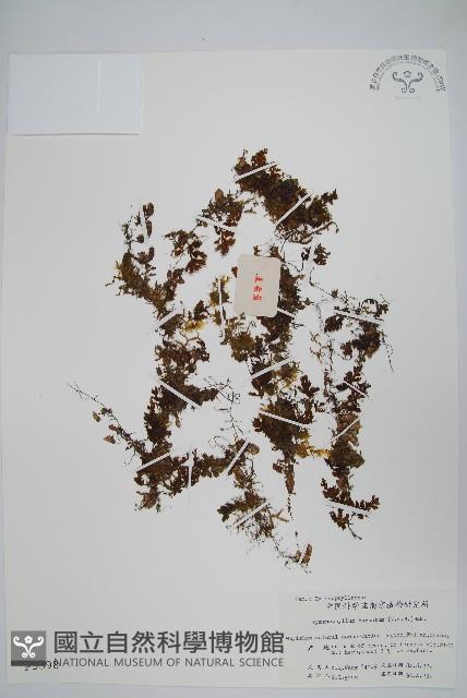 Accession Number:P003398 Collection Image, Figure 1, Total 2 Figures