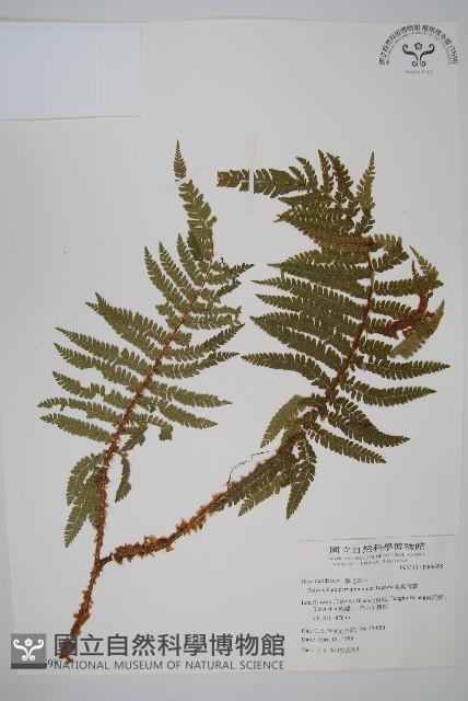 尖葉耳蕨藏品圖，第1張