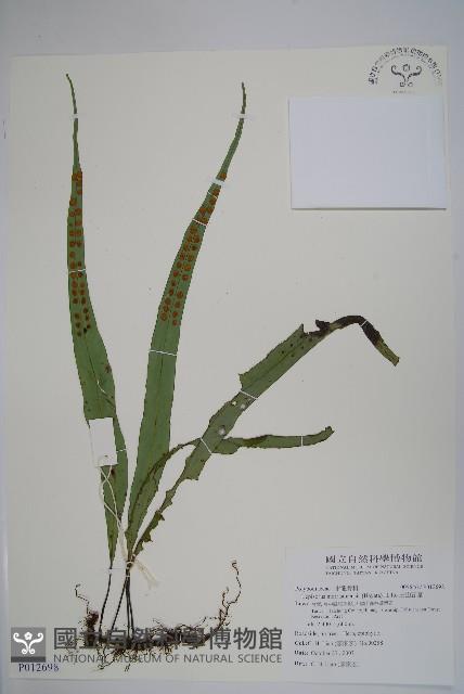 粵瓦葦藏品圖，第1張