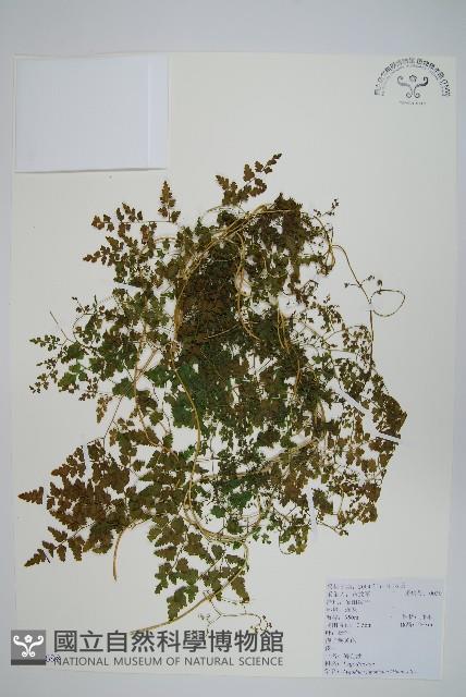 海金沙藏品圖，第1張