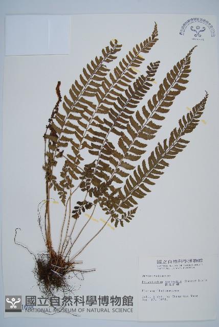 韓氏耳蕨藏品圖，第1張