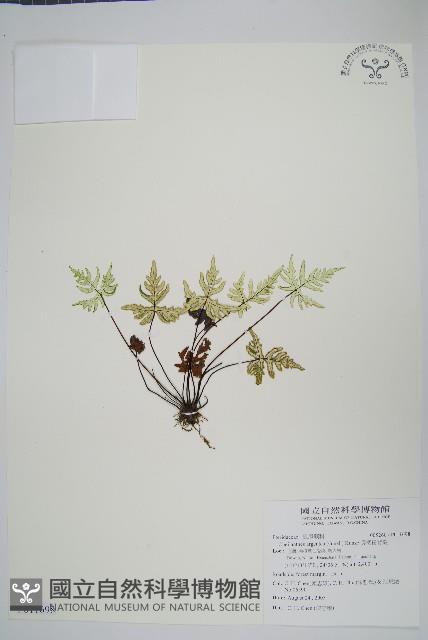 Accession Number:P011698 Collection Image