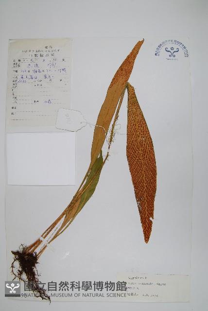 裸莖石韋藏品圖，第1張