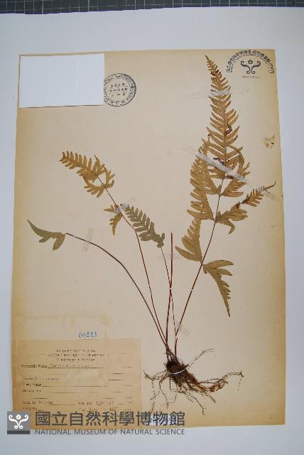 Accession Number:P007698 Collection Image, Figure 1, Total 2 Figures