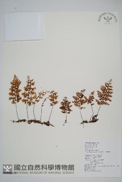 細葉蕗蕨藏品圖，第1張