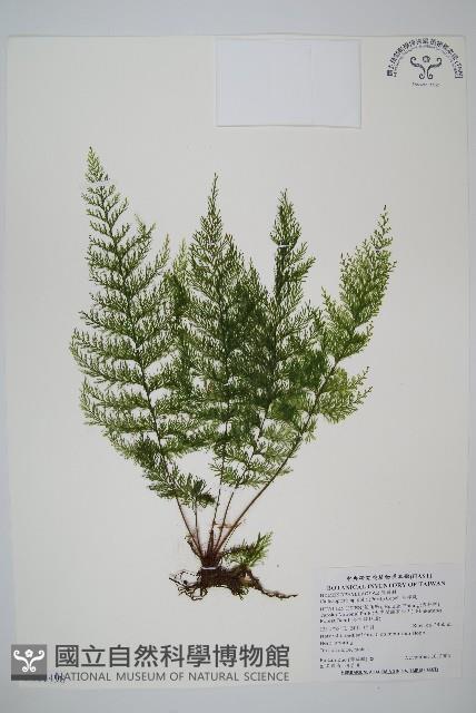 毛桿蕨藏品圖，第1張