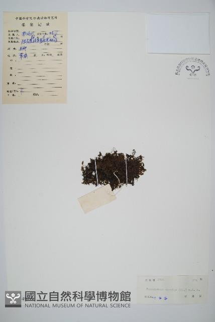 團扇蕨藏品圖，第1張