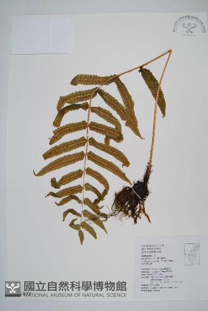 史氏鱗毛蕨藏品圖，第1張
