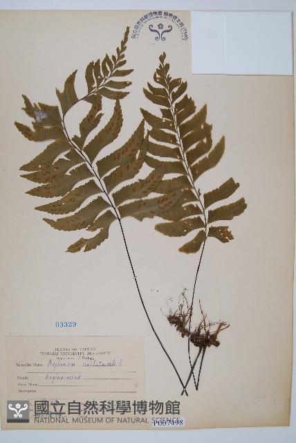 單邊鐵角蕨藏品圖，第1張