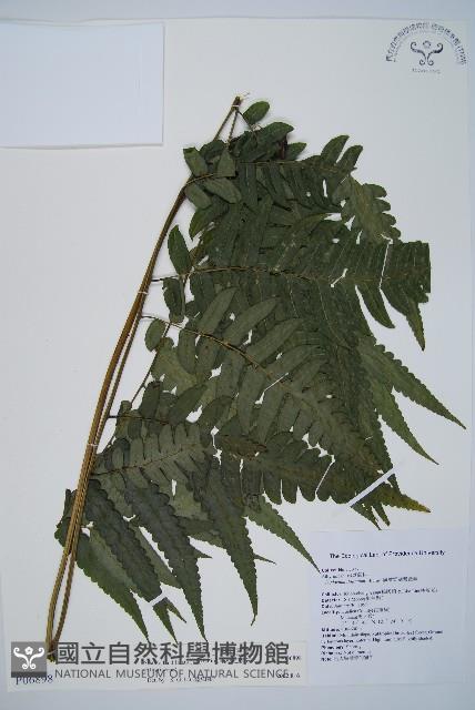 毛柄短腸蕨藏品圖，第1張