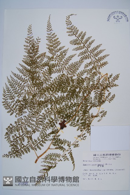 稀子蕨藏品圖，第1張