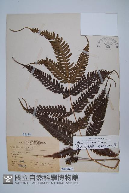 傅氏鳳尾蕨藏品圖，第1張