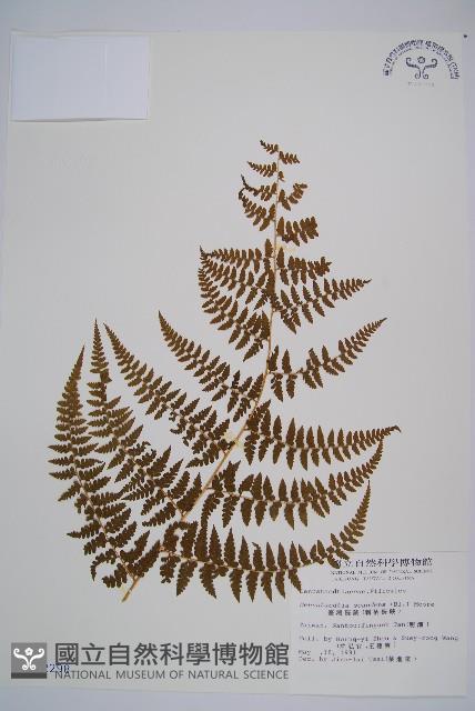 刺柄碗蕨藏品圖，第1張