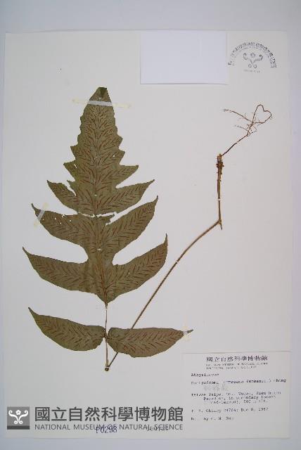 假腸蕨藏品圖，第1張