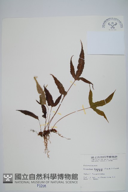 三葉茀蕨藏品圖，第1張