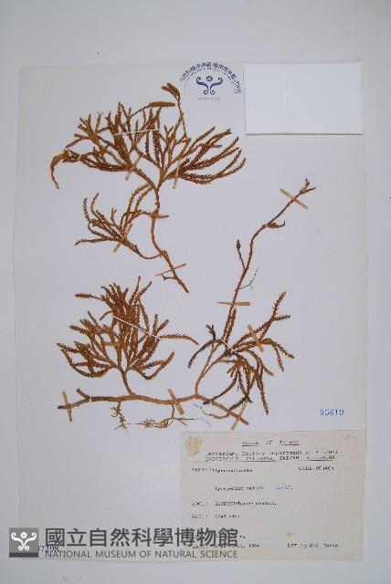 玉山石松藏品圖，第1張