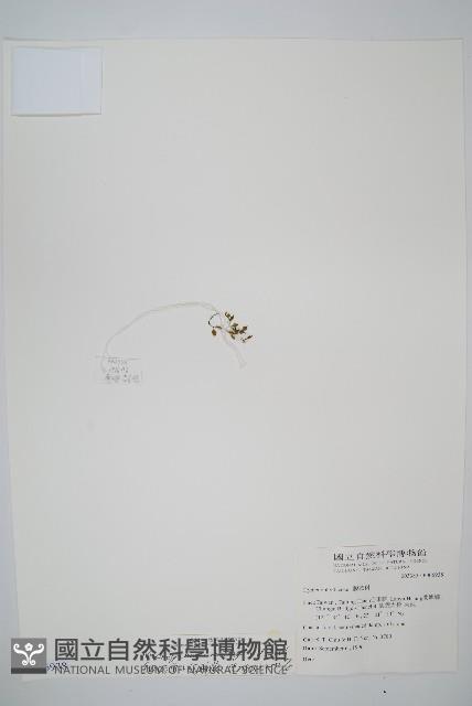 短柄單葉假脈蕨、細柄單葉假膜蕨藏品圖，第1張