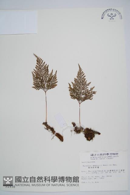 海州骨碎補藏品圖，第1張