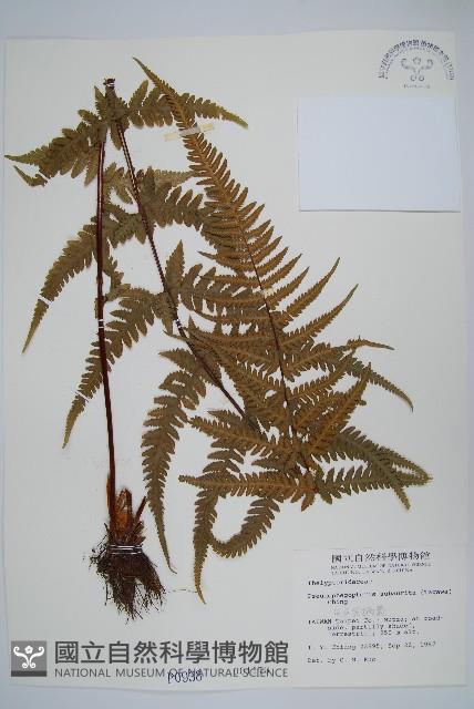 光囊紫柄蕨藏品圖，第1張