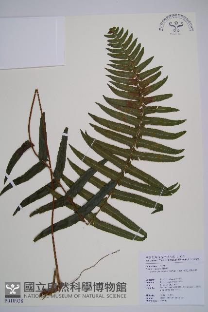 虎克氏鱗蓋蕨藏品圖，第1張