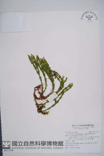 反捲葉石松藏品圖，第1張