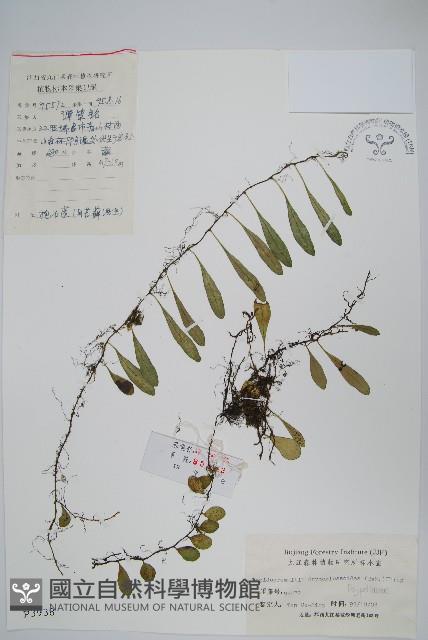 抱石蓮藏品圖，第1張