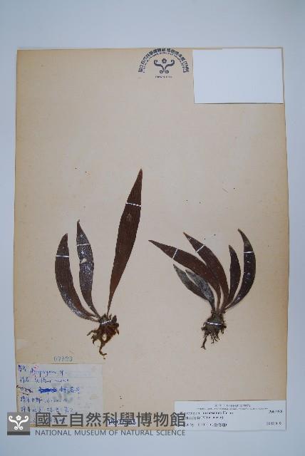 臺灣車前蕨藏品圖，第1張